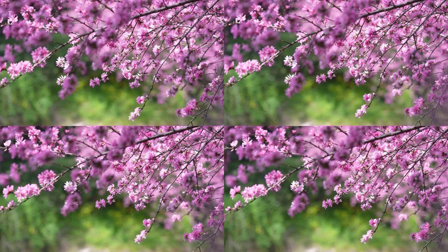 春天盛开的粉红色桃花