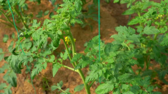 番茄开花 头茬果 花枝 果枝