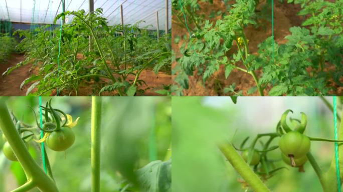 番茄开花 头茬果 花枝 果枝