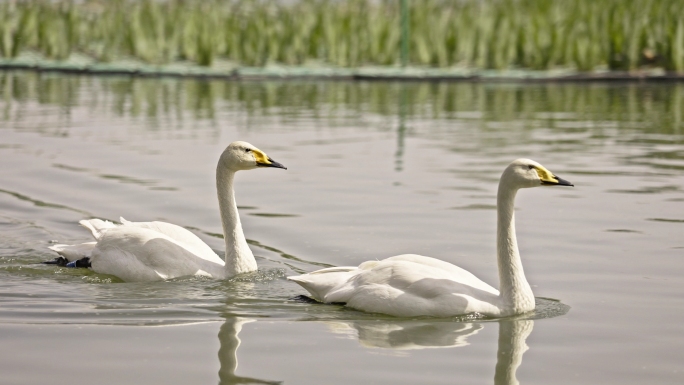 春天湿地公园白天鹅