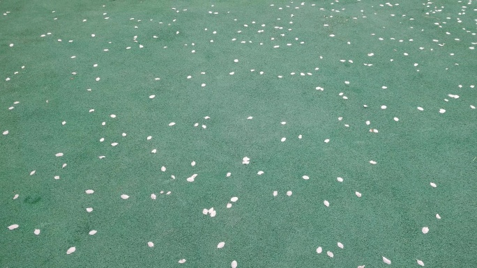 胶粒地面飘落的花瓣