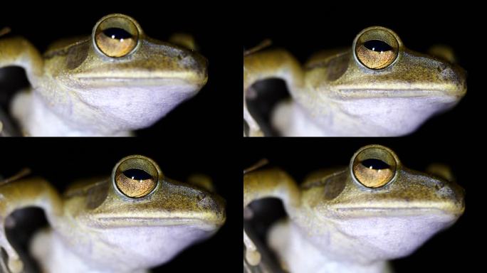 树蛙的眼睛