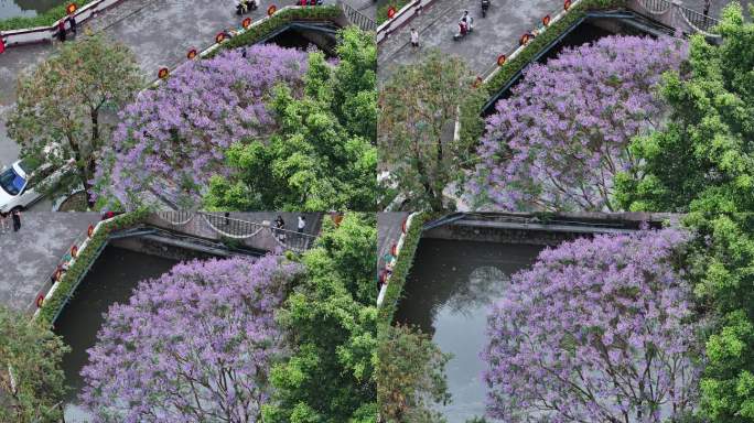 中国广东省广州市海珠区石溪涌蓝花楹