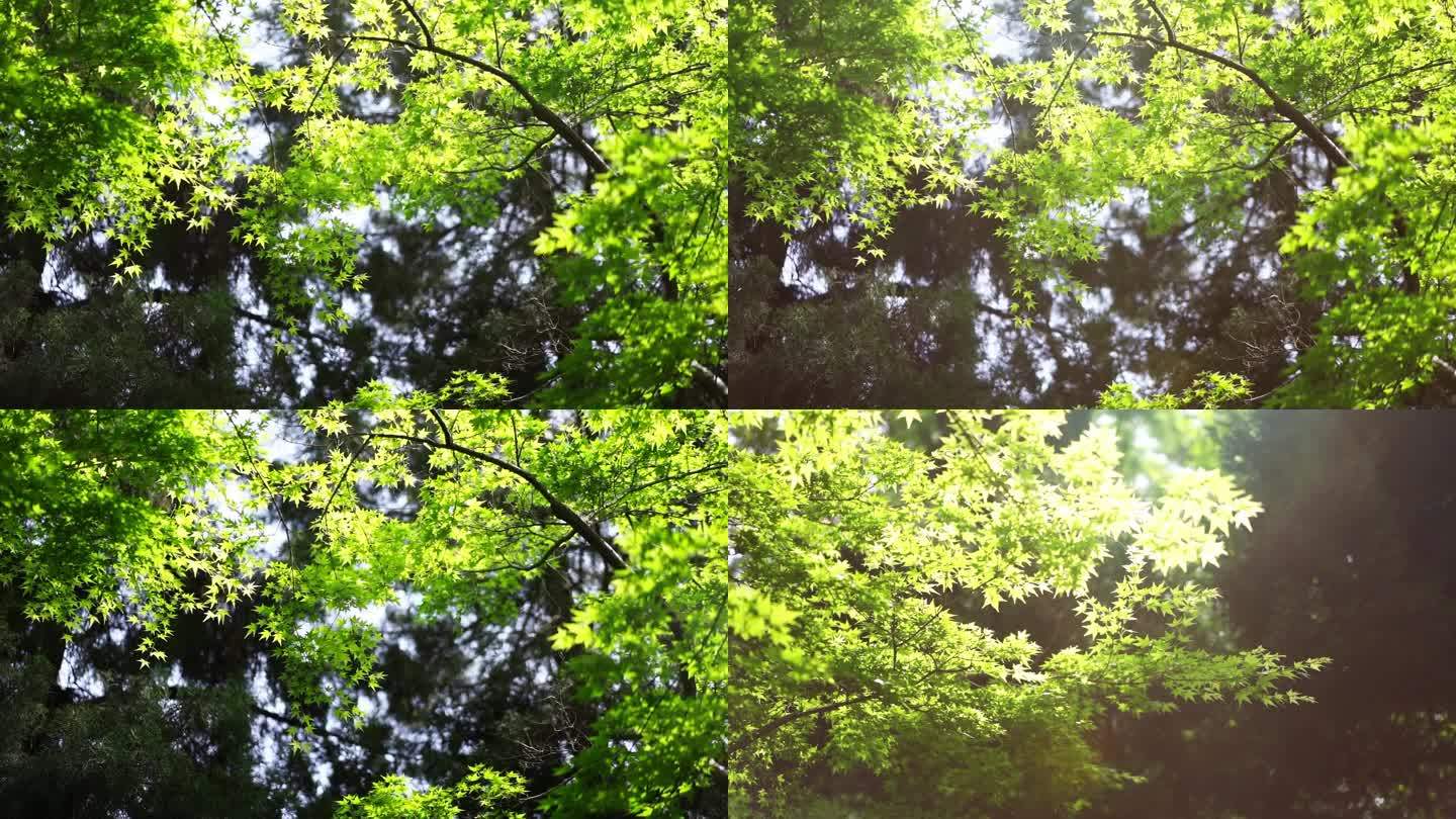 小枫叶 树枝 镜头 阳光 叶子茂盛