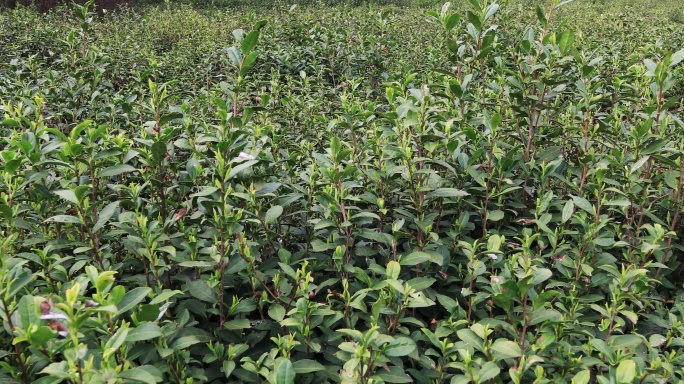 清明时节常熟虞山山顶生态茶园