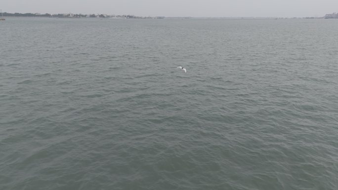 【4k】湛江渔港公园追鸟海景航拍大疆