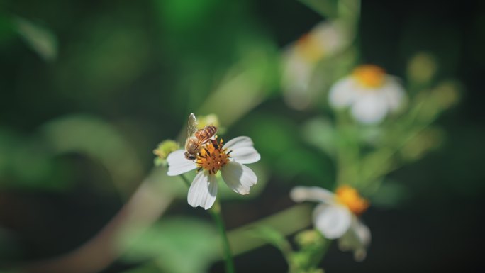 白花鬼针草开花春雷春雨春天绿植2574