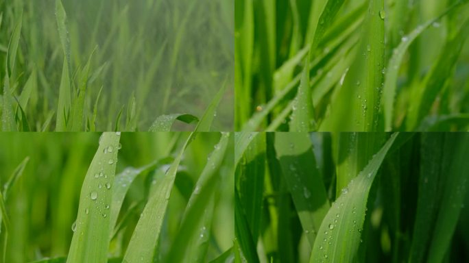 谷雨时节的小麦露珠