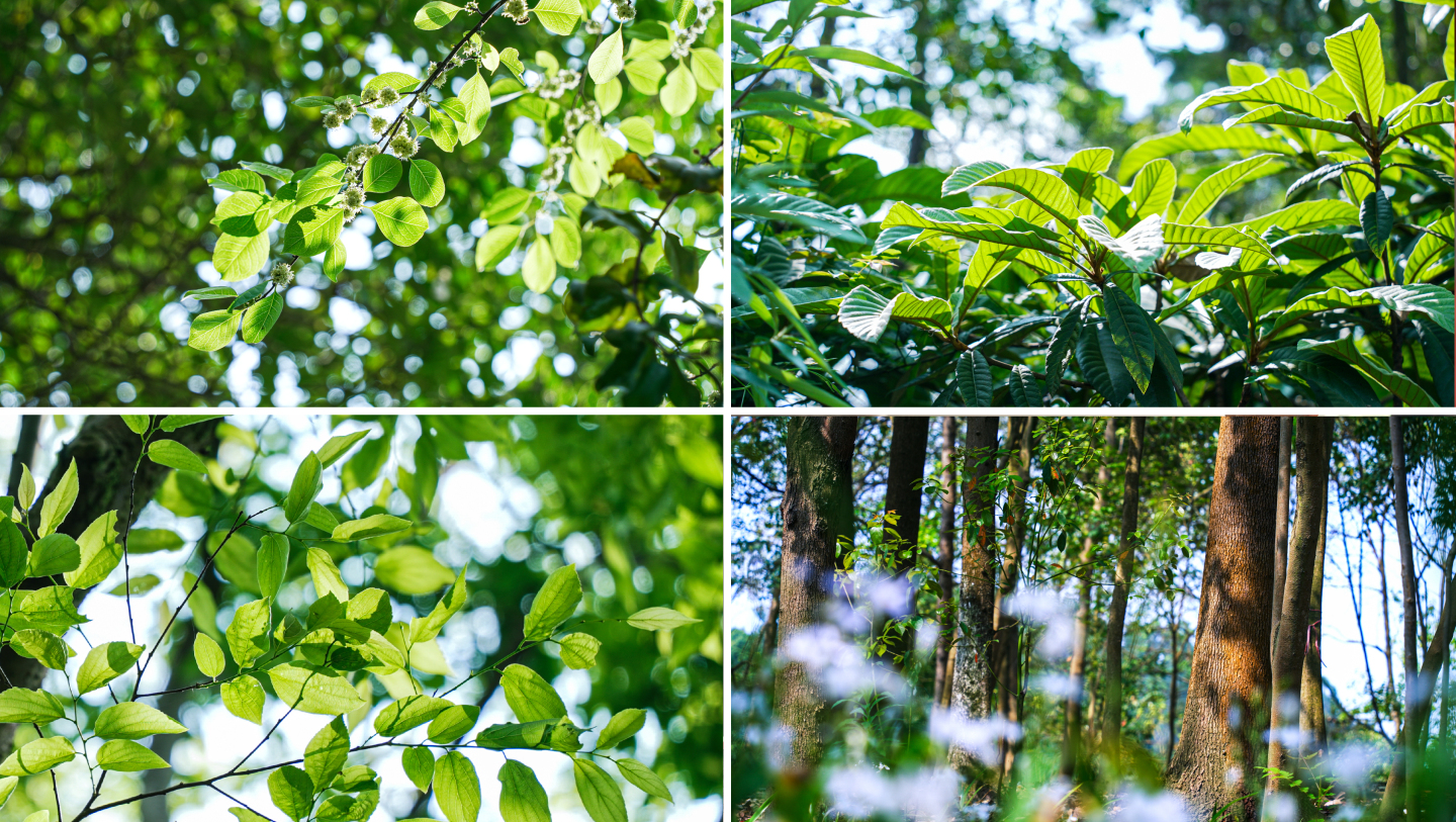 唯美夏天自然森林绿色大树树叶阳光植物绿叶