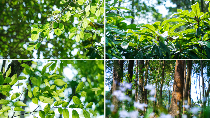 唯美夏天自然森林绿色大树树叶阳光植物绿叶