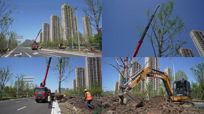 高规格道路绿化植树银杏树