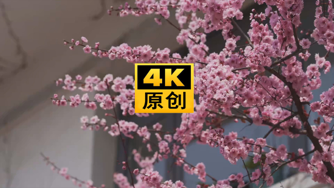 4K 梅 梅花 美人梅 大片 鸟 吃花