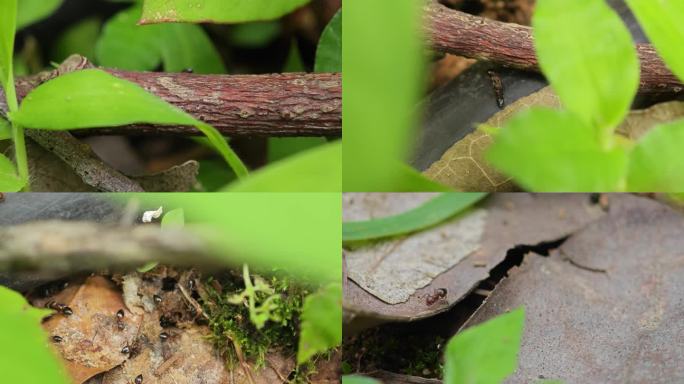 大蚂蚁 黑蚂蚁群体出没森林草丛中