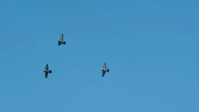 鸟类高速飞翔慢动作成群