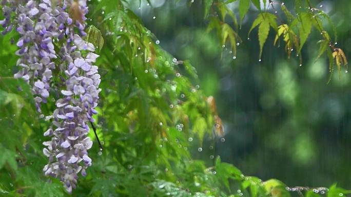 唯美春雨谷雨雨滴春天雨水节气惊蛰清明