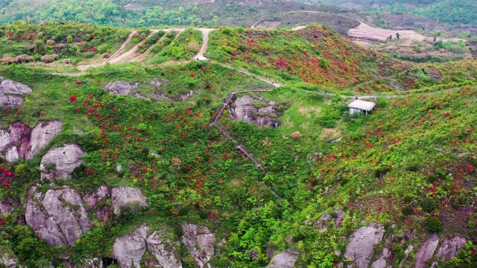 浙江温岭上保山，杜鹃花盛开，悬崖上的风光