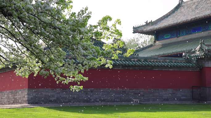 高清实拍北京天坛公园春天杜梨花风吹雪