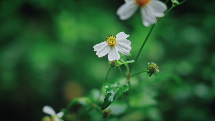 白花鬼针草开花春雷春雨春天绿植2550