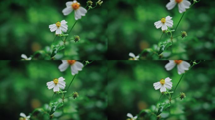 白花鬼针草开花春雷春雨春天绿植2550