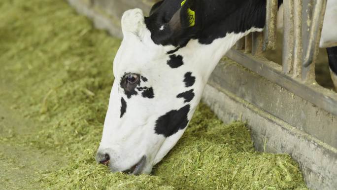 奶牛现代化饲养工厂