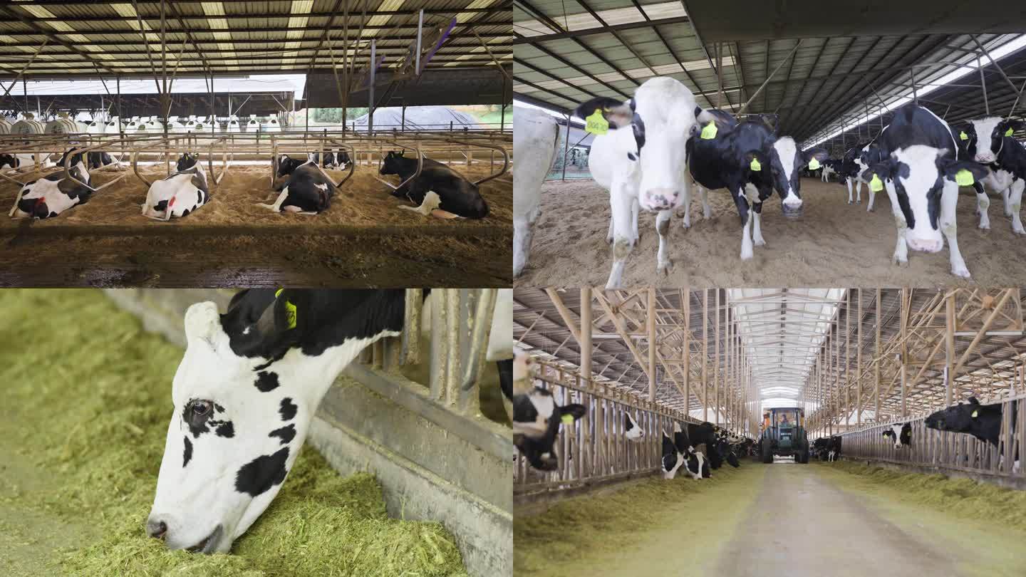 奶牛现代化饲养工厂
