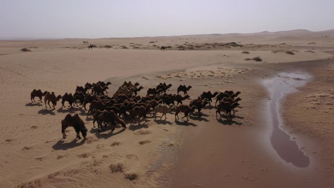骆驼 沙漠 戈壁 骑马放牧 驱赶骆驼