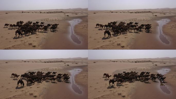 骆驼 沙漠 戈壁 骑马放牧 驱赶骆驼