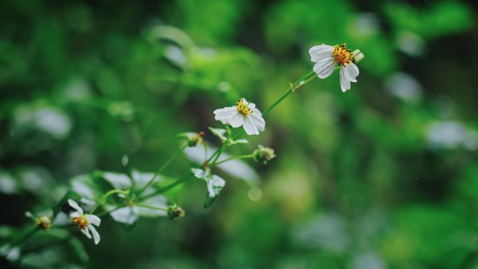 白花鬼针草开花春雷春雨春天绿植2552