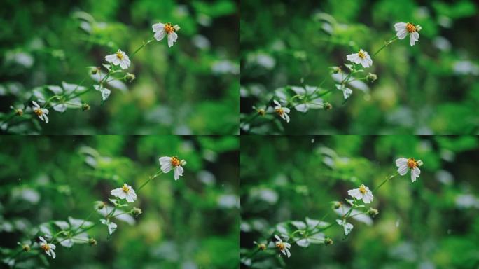 白花鬼针草开花春雷春雨春天绿植2552