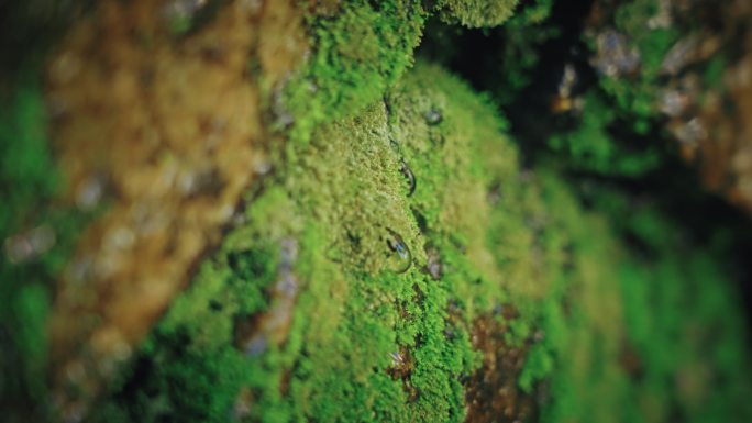 森林苔藓春雷春雨春天绿植雨滴水滴2607