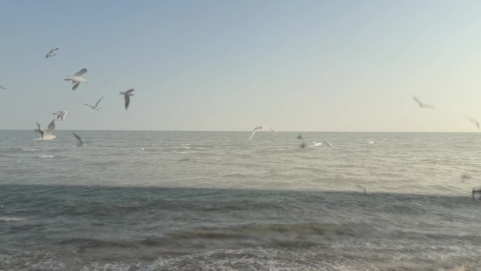 海鸥在大海上自由翱翔