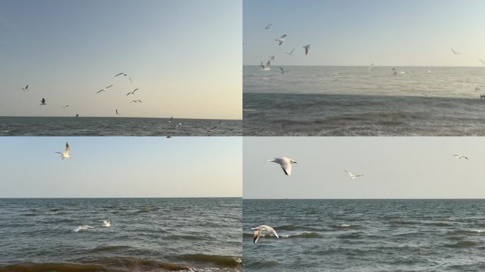 海鸥在大海上自由翱翔