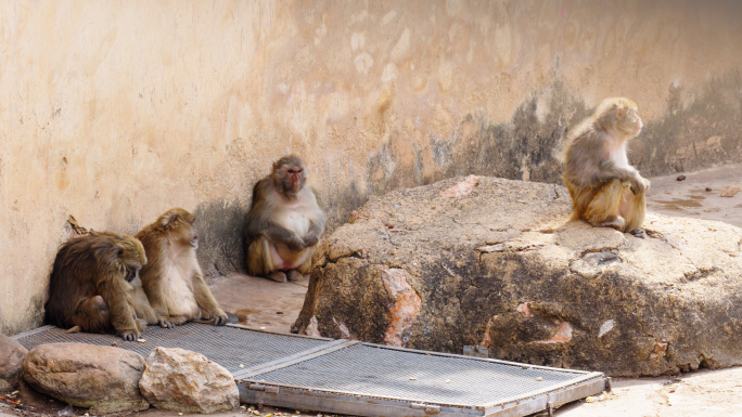 4K原创 大理洱海公园动物园内的猴子