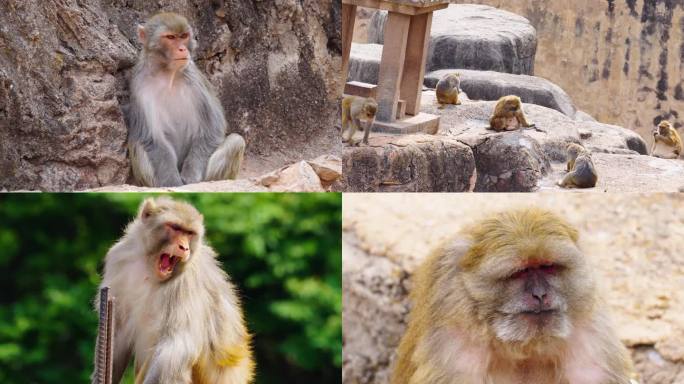 4K原创 大理洱海公园动物园内的猴子