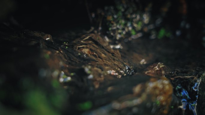 森林苔藓春雷春雨春天绿植雨滴水滴2610