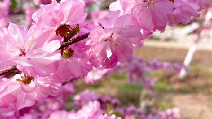 春天户外红梅生长开花