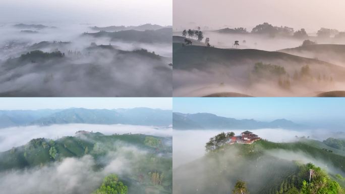 信阳茶山云雾