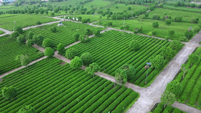 高角度拍茶园