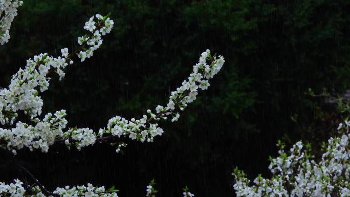 春夜小雨桃花