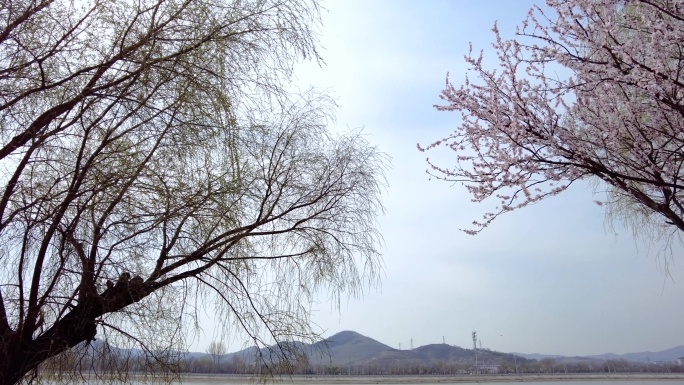 春晓老柳树与桃花