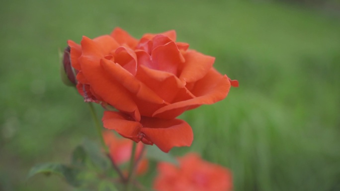 唯美花朵月季特写一枝玫瑰花 花瓣 花蕊