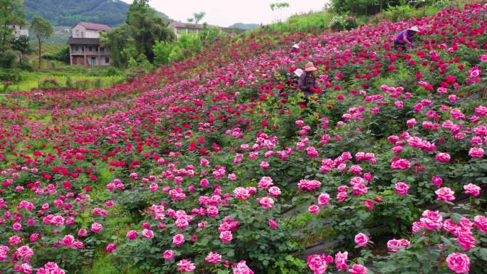 月季花玫瑰花