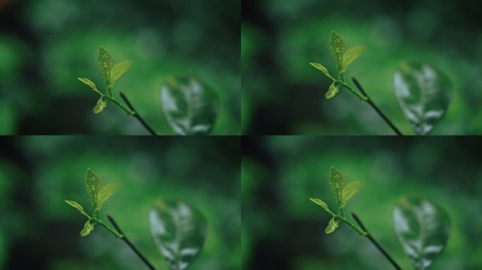 植物抽芽发芽花春雷春雨春天绿2556