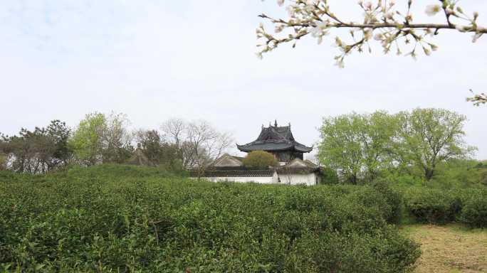 清明时节常熟虞山山顶生态茶园