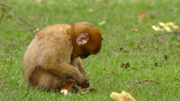 猴子野生动物吃东西的猕猴