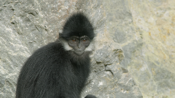 黑叶猴 猴群 濒危物种 动物保护