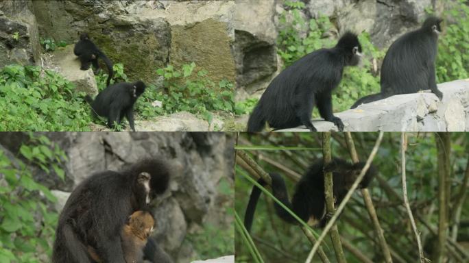 黑叶猴 猴群 濒危物种 动物保护