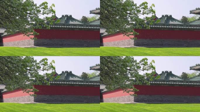 高清实拍北京天坛公园春天杜梨花风吹雪