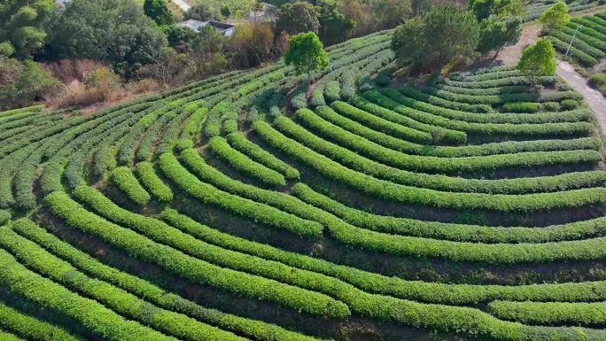 惠州市惠东县白盆珠岩茶 9