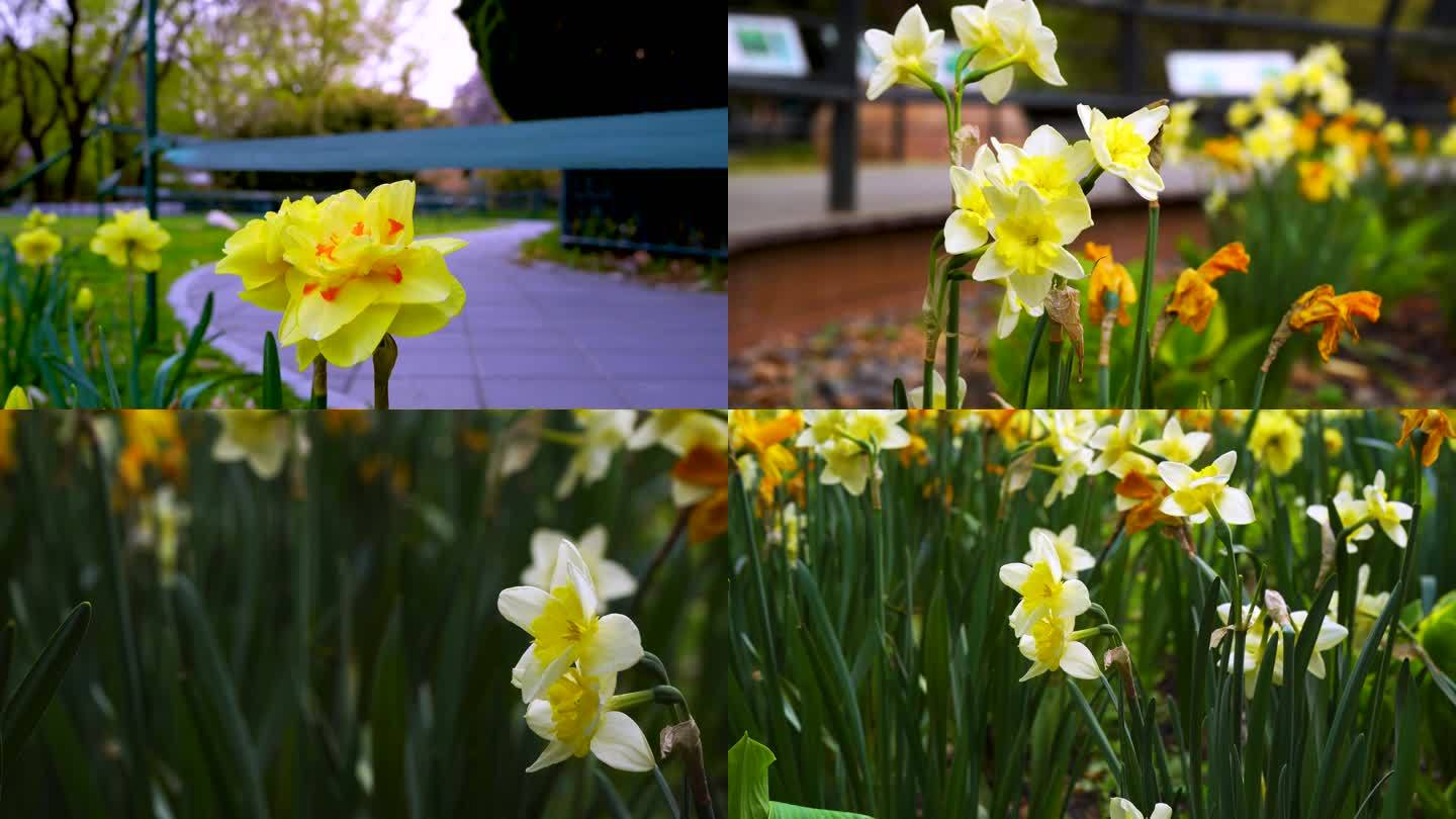 水仙花黄水仙水仙花开盛开的水仙花公园水仙